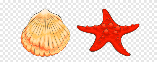 Морская звезда нарисованная в иллюстраторе