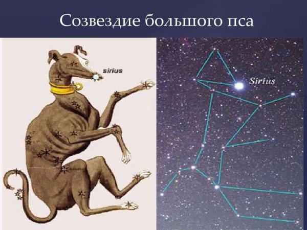 Сириус большой пес