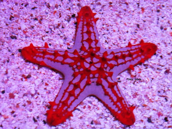 Морская звезда медуза