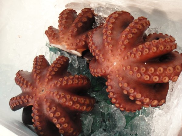 Иглокожие морепродукты