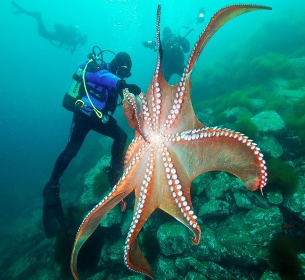 Гигантский осьминог