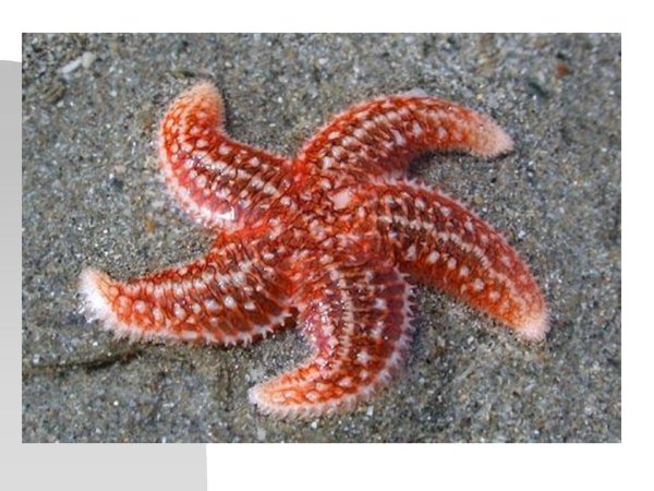 Осьминог и морская звезда