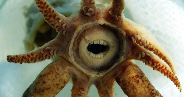 Рот морской звезды