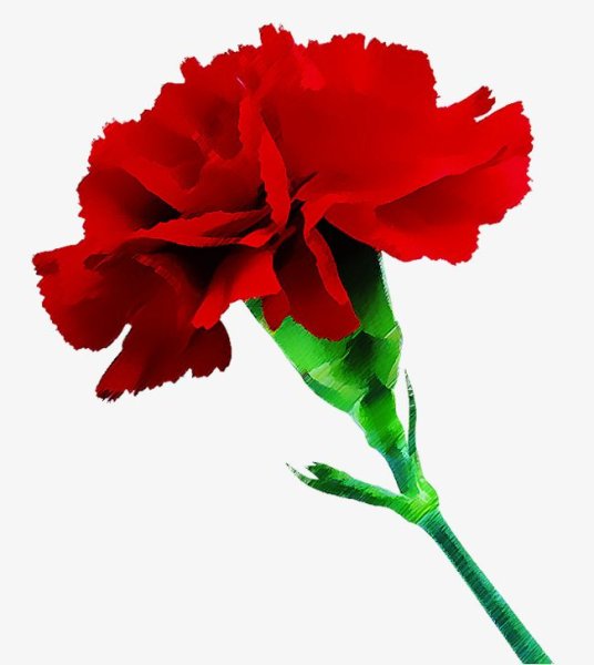 23 Февраля гвоздики