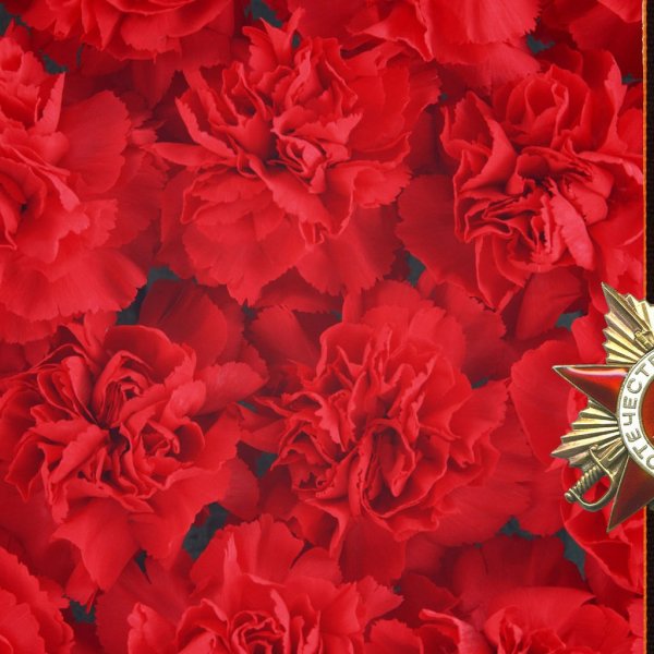 Гвоздики 9 мая