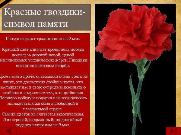 Стихотворение на красную гвоздику