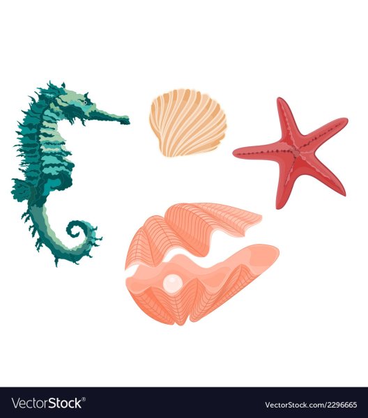 Морские звезды морские коньки