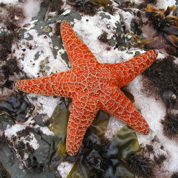 Пятиконечная морская звезда