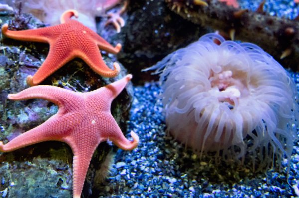 Морская звезда и актиния