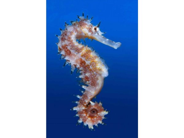 Морские звезды морские коньки