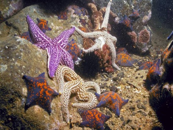 Дальневосточный морской заповедник морские звезды