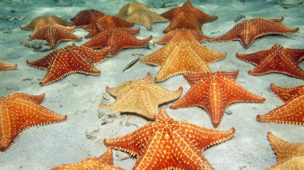 Морские звезды в Карибском море