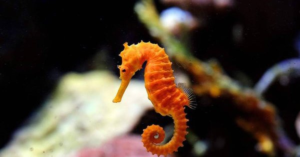 Морская звезда в океане