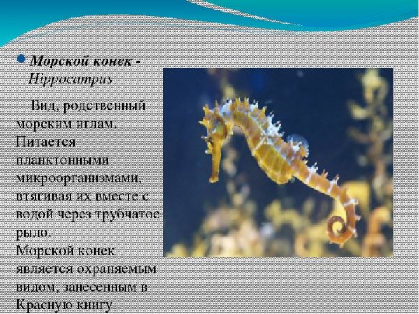 Большебрюхий морской конек