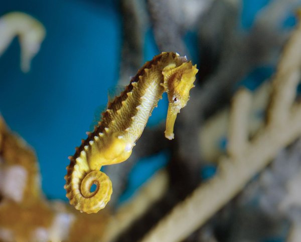 Морская звезда в Арктике