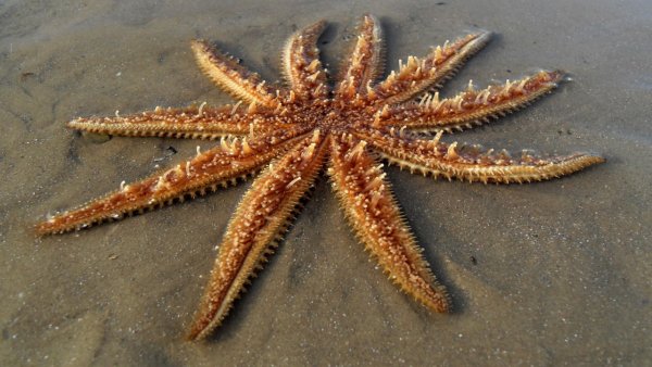 Осьминог и морская звезда