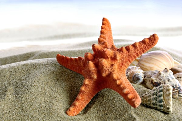 Морская звезда и ракушки