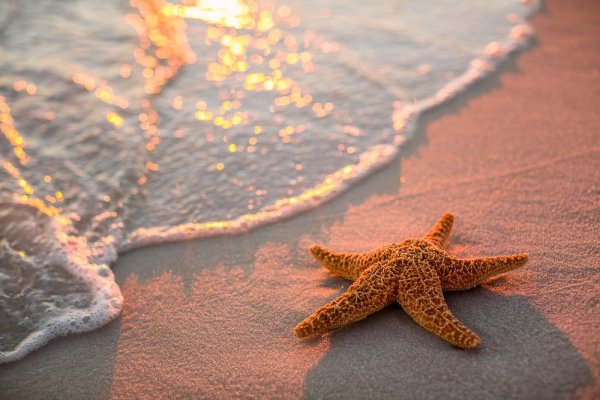 Морская звезда на песке