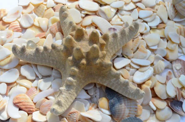 Пляж с ракушками и морской звездой