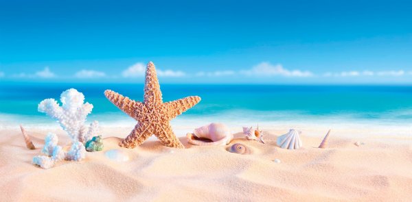 Морская звезда