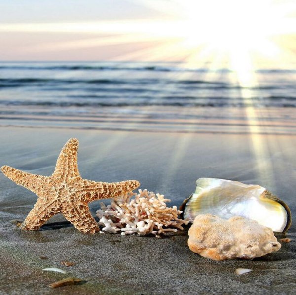 Морские звёзды на побережье