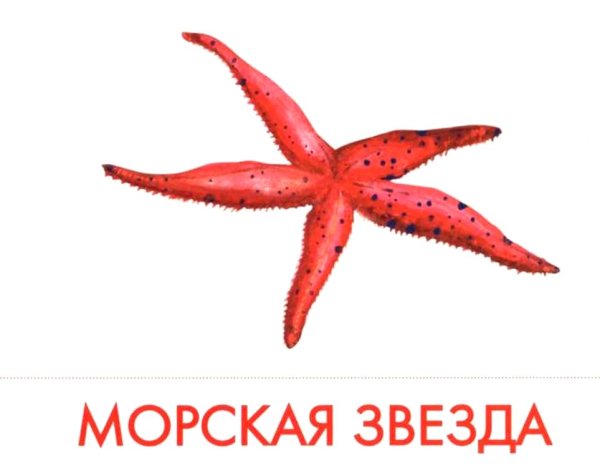 Starfish Beach Панама