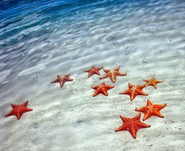Морская звезда на берегу