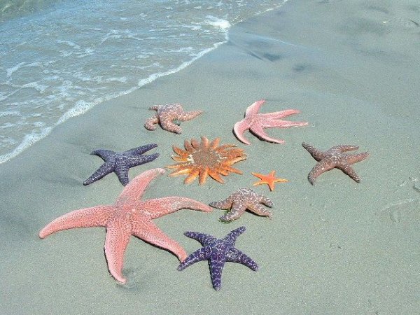 2 Морские звезды