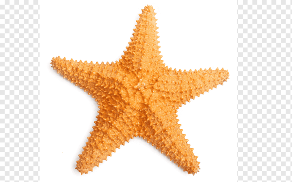 Starfish Art