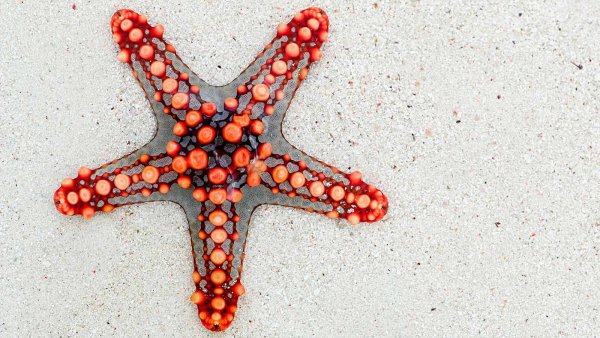 Разнообразие морских звезд