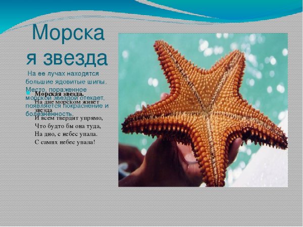 Маленькая морская звезда