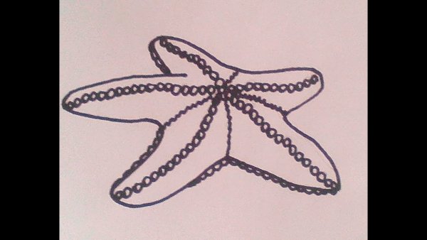 Морская звезда трафарет