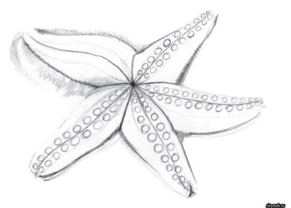 Морская звезда эскиз