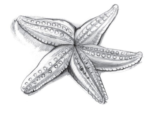 Морская звезда тату эскиз