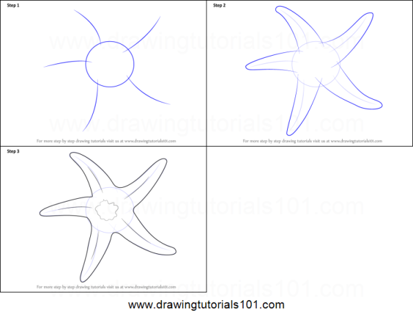 Морская звезда карандашом