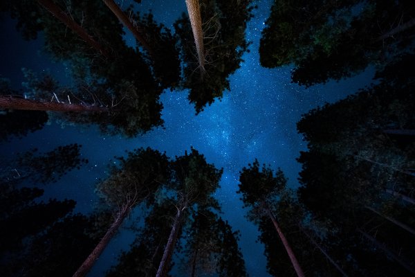 Ночной лес небо