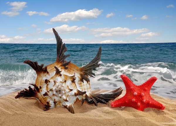 Морская звезда на берегу моря