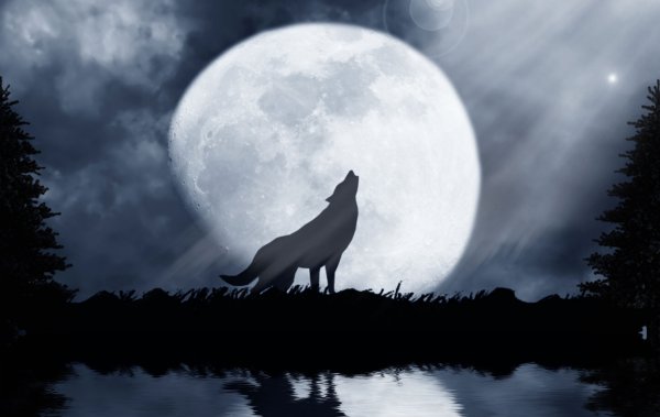 Лиса воет на луну