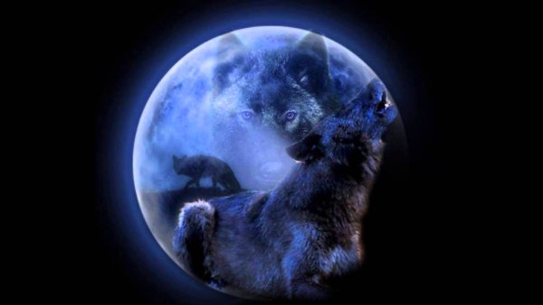 Волк под луной