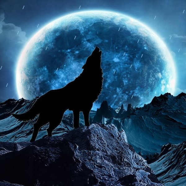 Волк и Луна (46 фото)
