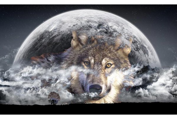Волк воет на луну