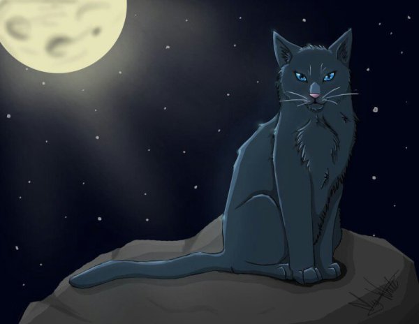 Коты Воители синяя звезда