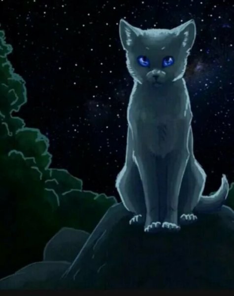 Коты ВОИ ели синяя звезда