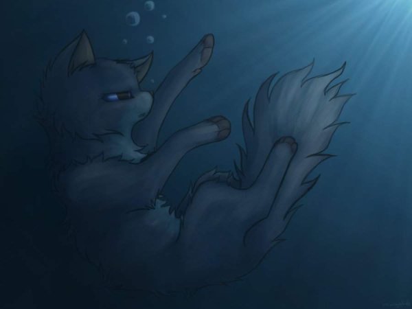 Коты Воители синяя звезда смерть