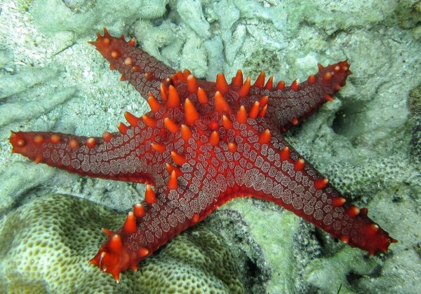 Иглокожие Echinodermata