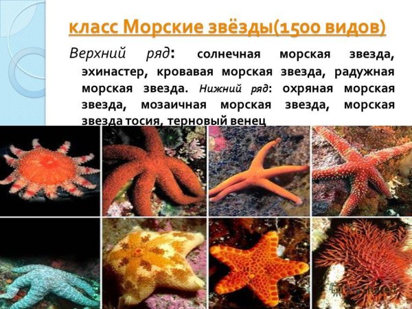 Солястер морская звезда