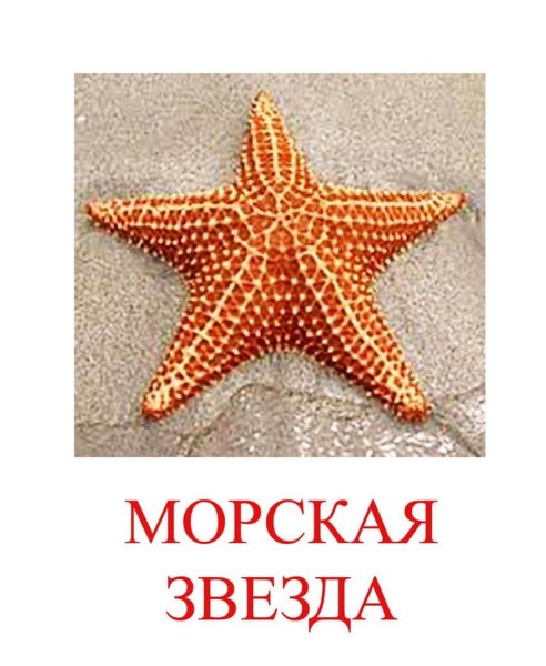 Светящиеся морские звезды