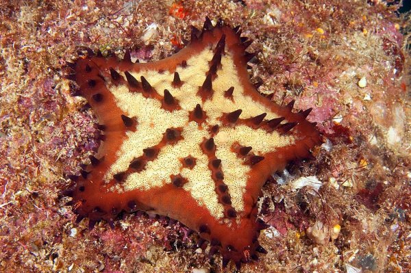 Королевская морская звезда