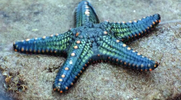 Амурская морская звезда