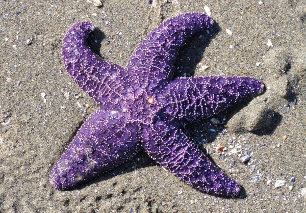 Asterias Rubens (Астериас Рубенс) морская звезда